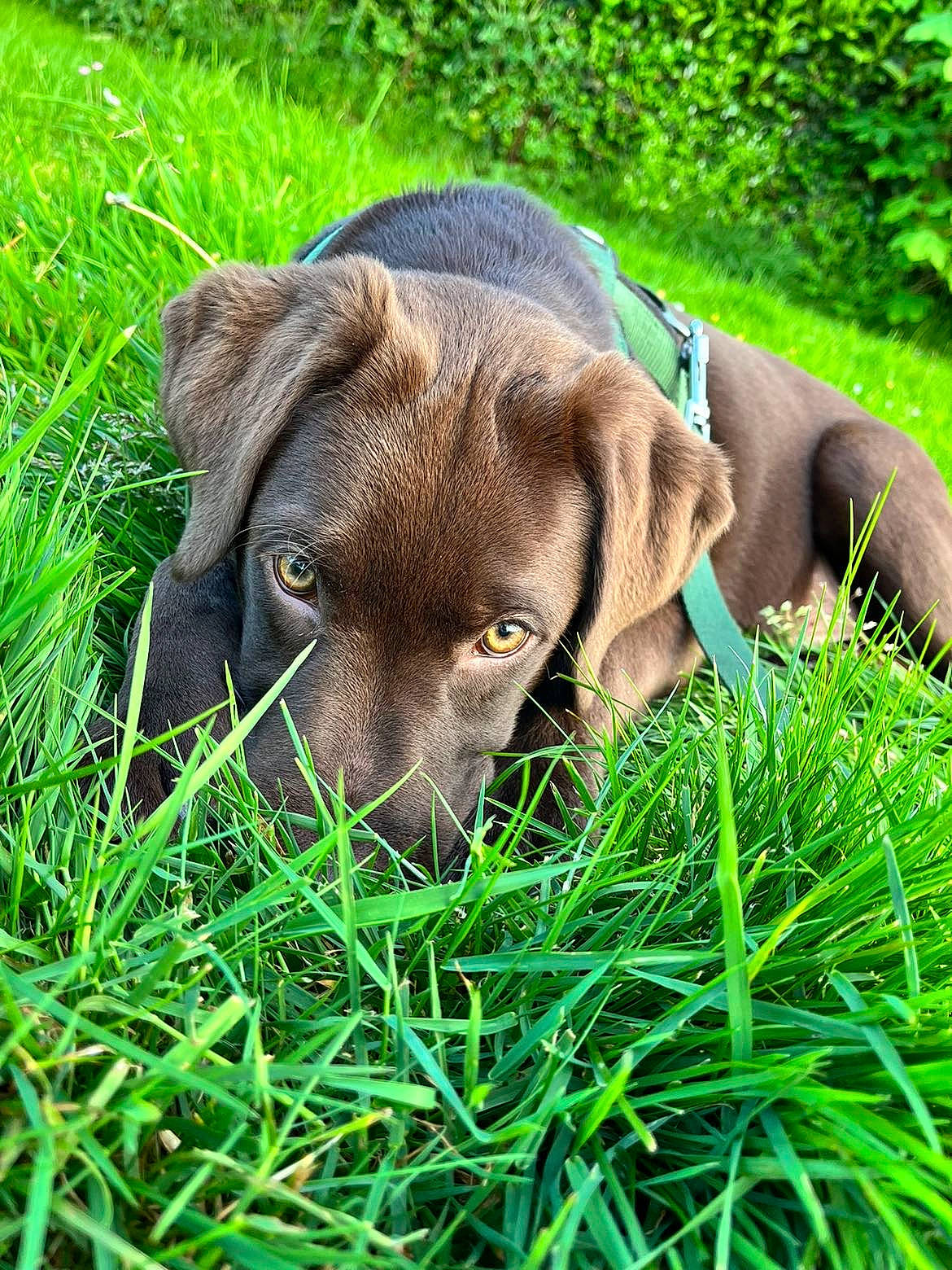 Heïko a rejoint le concours — aidez-le/la à gagner de superbes lots ! borador, canidae, carnivore, companion_dog, dog, dog_breed, fawn, grass, grassland, groundcover, gun_dog, herb, liver, plant, pointing_breed, snout, sporting_group, terrestrial_animal, whiskers, working_animal