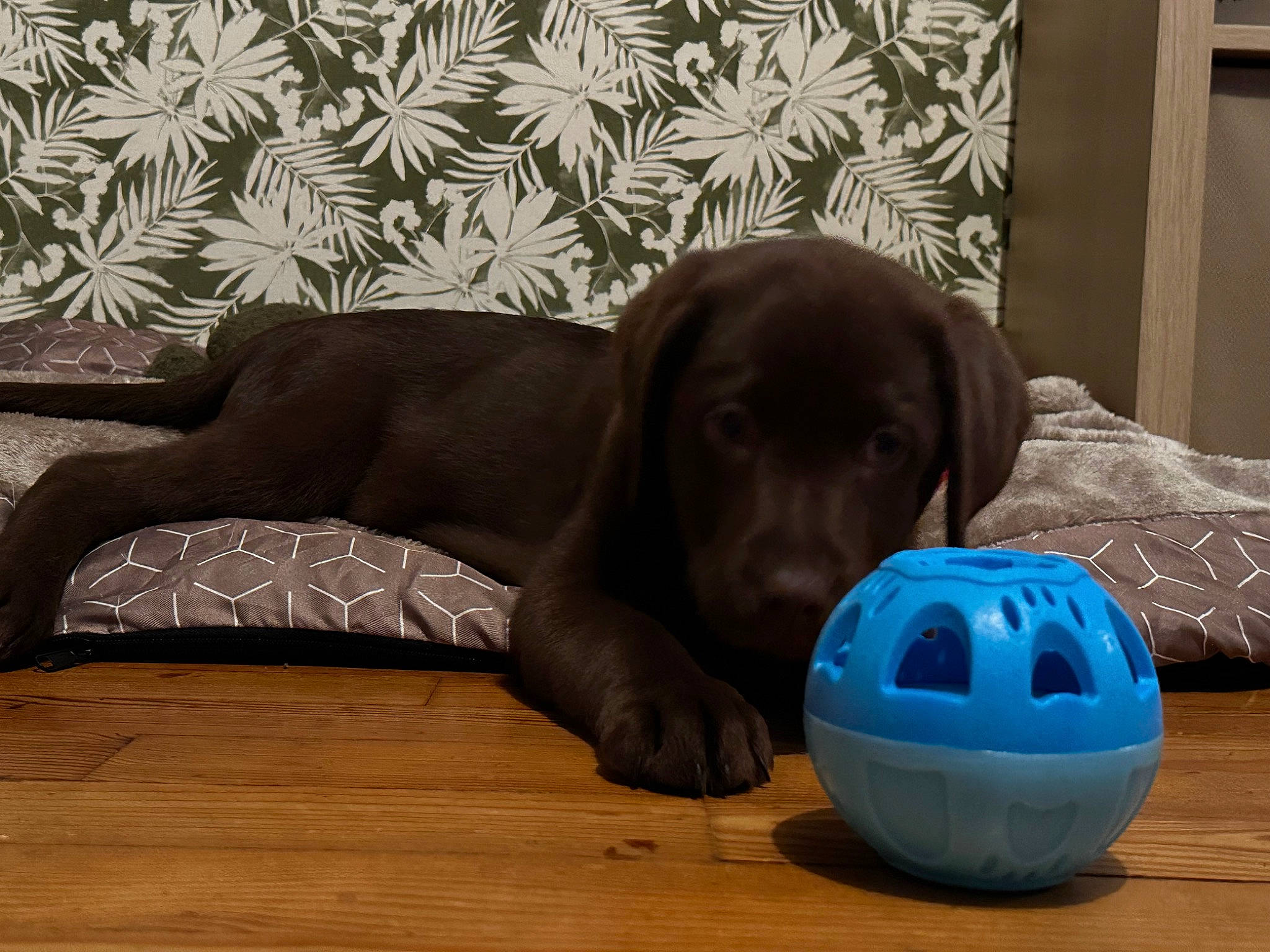 Heïko participe au concours pour gagner de l'argent avec cette photo : ball, canidae, carnivore, comfort, companion_dog, dog, dog_breed, dog_supply, fawn, flooring, hardwood, laminate_flooring, liver, pet_supply, rectangle, snout, sporting_group, whiskers, wood, working_animal