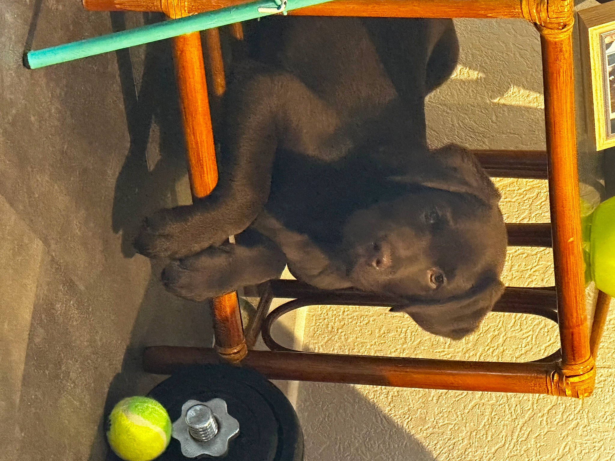 Heïko a rejoint le concours — aidez-le/la à gagner de superbes lots ! auto_part, automotive_tire, automotive_wheel_system, bumper, canidae, carnivore, collar, dog_breed, fashion_accessory, green, hat, light, metal, sporting_group, terrestrial_animal, tire, wheel, wood, working_animal, yellow