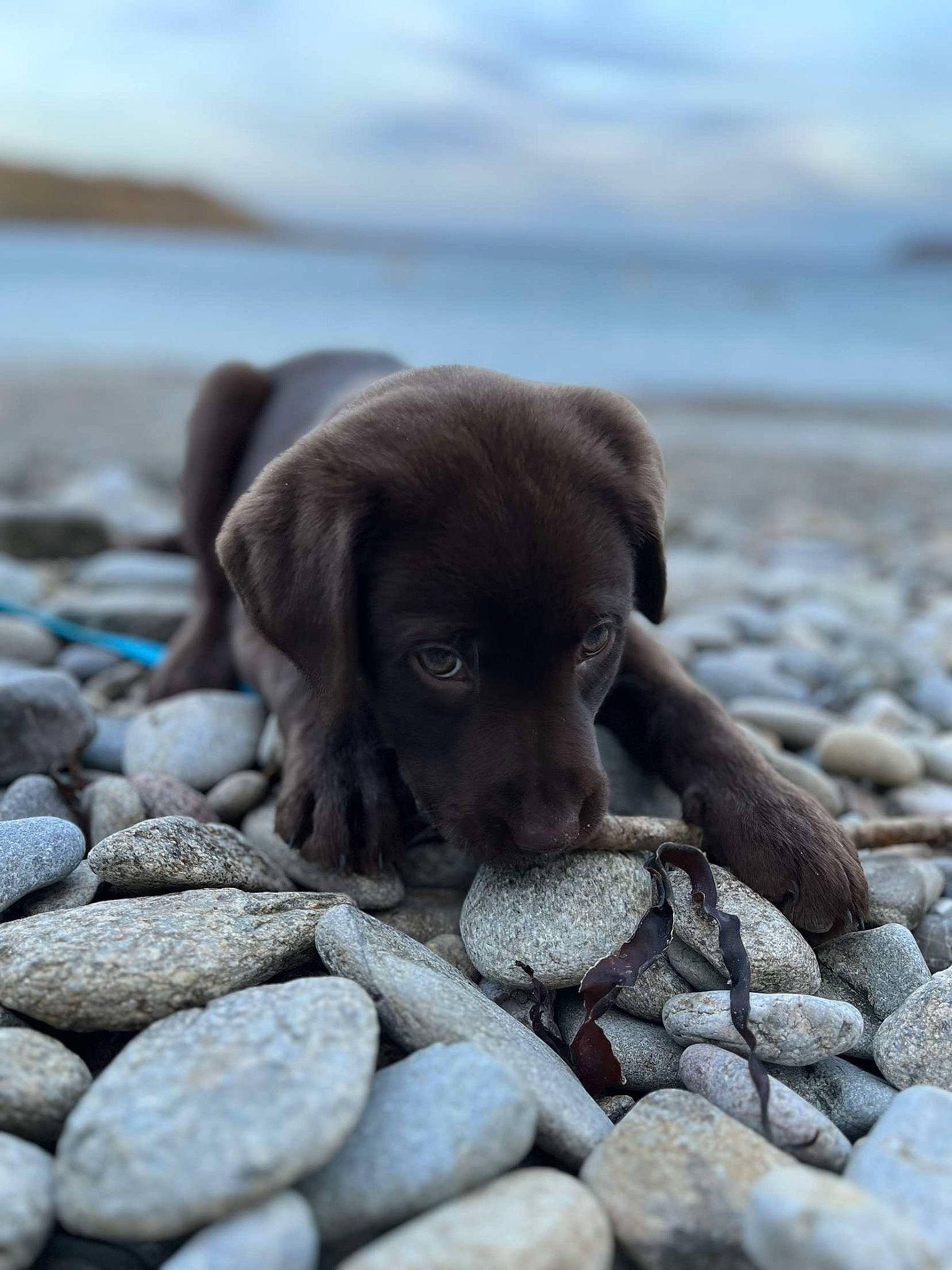 Heïko participe au concours pour gagner de l'argent avec cette photo : bedrock, canidae, carnivore, cloud, dog, dog_breed, gun_dog, lake, landscape, liver, ocean, pebble, rock, sky, snout, sporting_group, terrestrial_animal, water, wildlife, working_animal