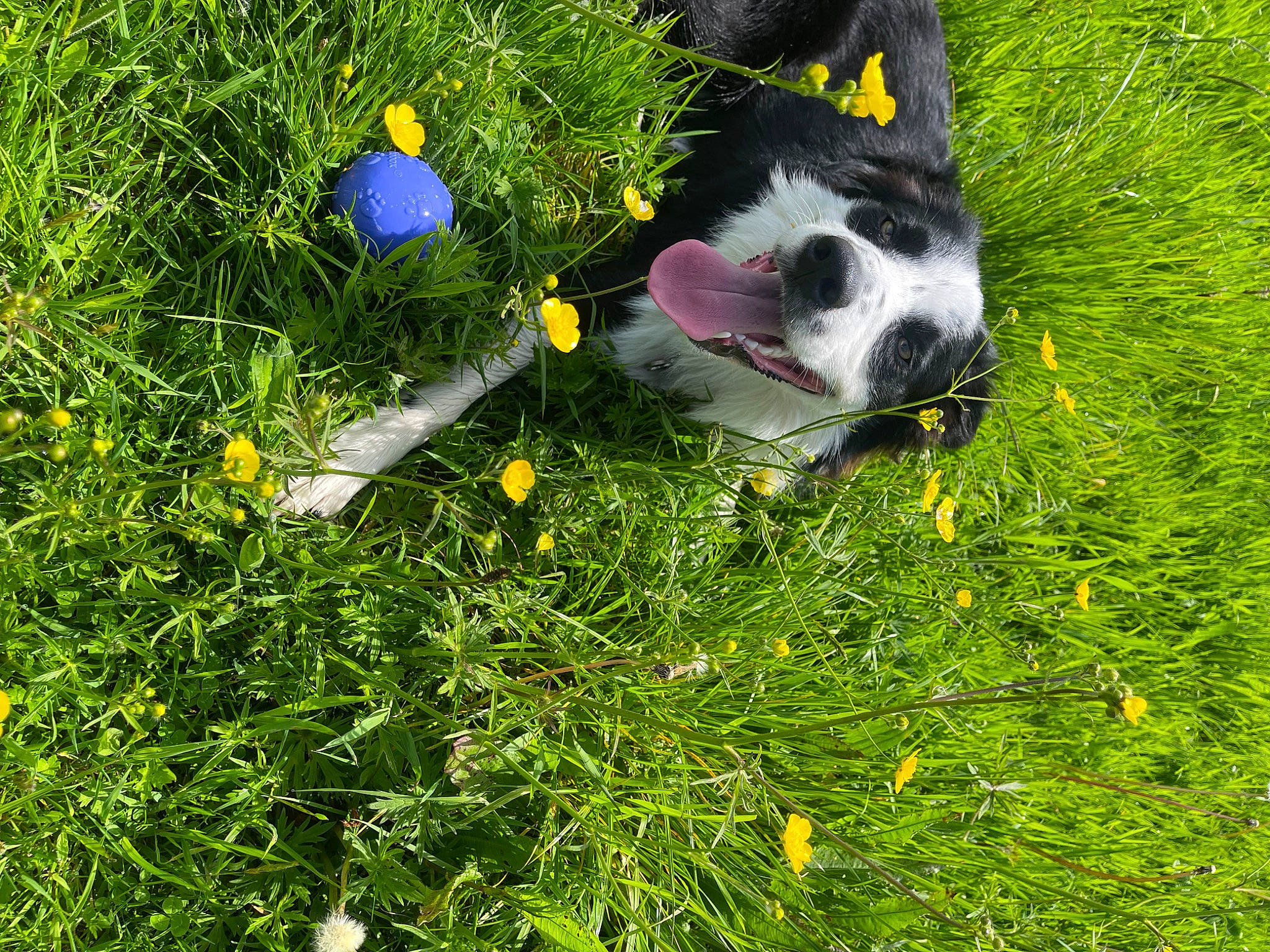 Mylo joined the competition — help win amazing prizes! annual_plant, ball, carnivore, companion_dog, dog_breed, felidae, flower, garden, grass, grassland, groundcover, herbaceous_plant, pasture, paw, people_in_nature, petal, plant, shrub, tail, whiskers