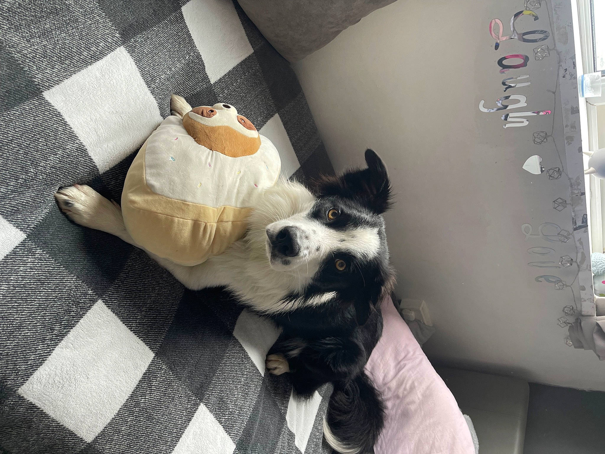 Mylo is registered to the contest to win money with this photo: canidae, carnivore, collar, comfort, companion_dog, dog, dog_breed, dog_supply, fawn, felidae, flooring, fur, linens, room, snout, sporting_group, tail, toy_dog, whiskers, working_animal