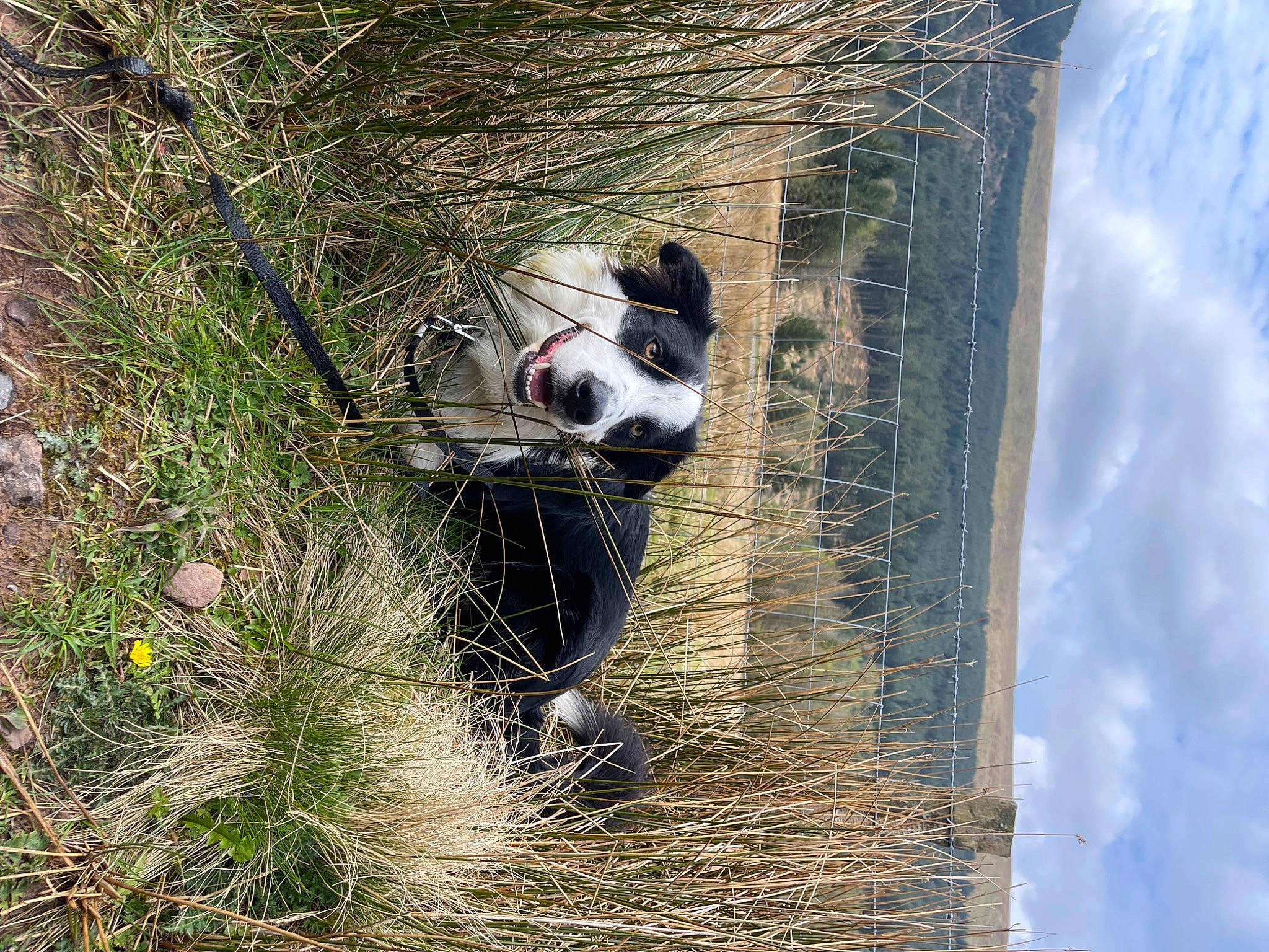 Mylo joined the competition — help win amazing prizes! carnivore, cloud, collar, companion_dog, dog, dog_breed, dog_collar, dog_supply, fur, grass, herbaceous_plant, herding_dog, pet_supply, plant, sky, sporting_group, tree, whiskers, working_animal, working_dog