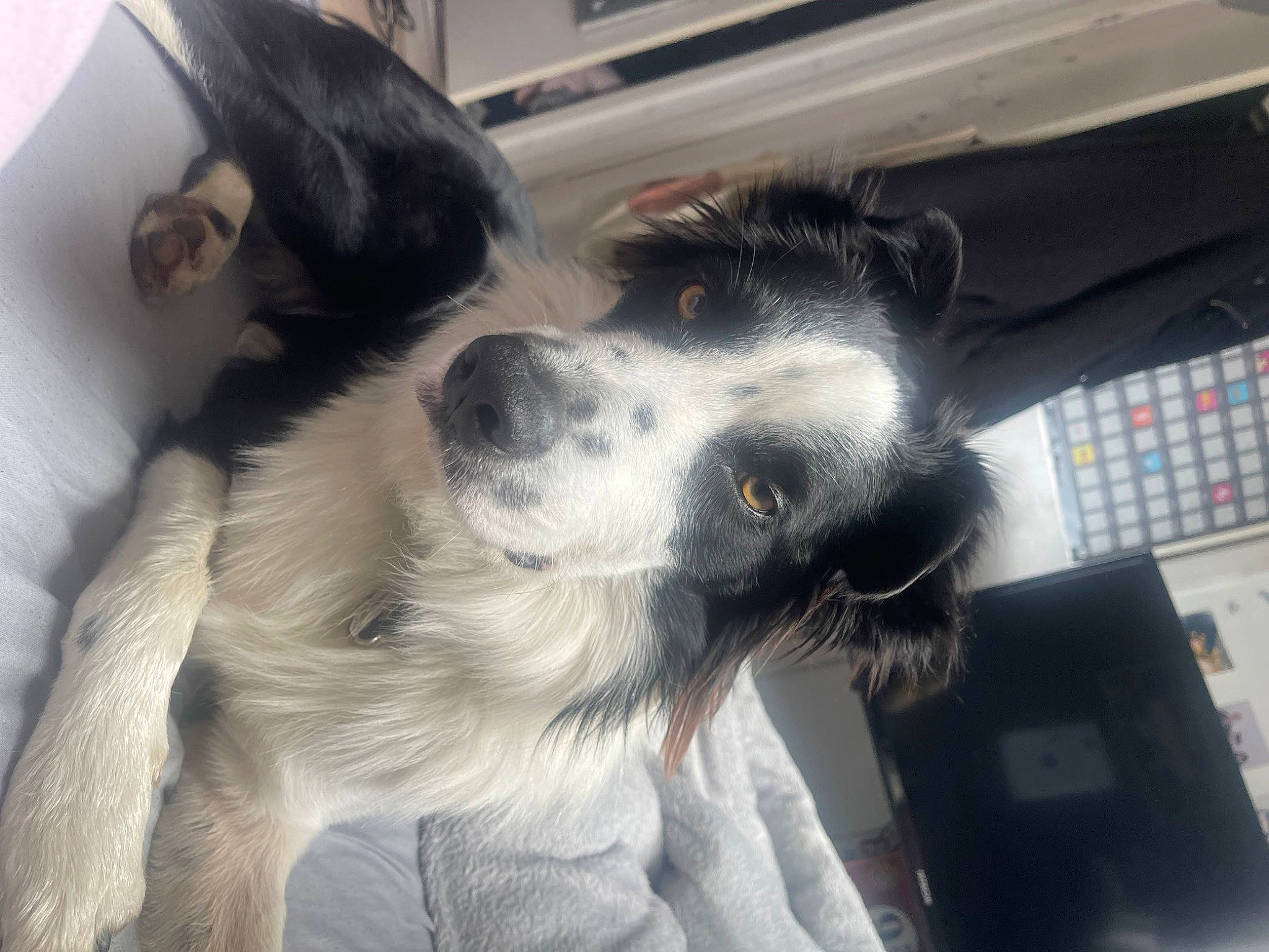 Mylo is registered to the contest to win money with this photo: bored, canidae, carnivore, companion_dog, computer_keyboard, dog, dog_breed, fur, gun_dog, herding_dog, paw, sporting_group, texas_heeler, whiskers, working_animal, working_dog