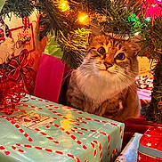 Clover joined the competition — help win amazing prizes! bright_colors, cat, celebration, christmas_tree, close_up, cozy, curious, decorations, festive, festive_mood, gift_wrap, greenery, holiday_lights, holiday_season, indoor, presents, red_bow, ribbon, tabby_cat, whiskers