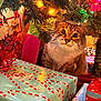 bright_colors, cat, celebration, christmas_tree, close_up, cozy, curious, decorations, festive, festive_mood, gift_wrap, greenery, holiday_lights, holiday_season, indoor, presents, red_bow, ribbon, tabby_cat, whiskers