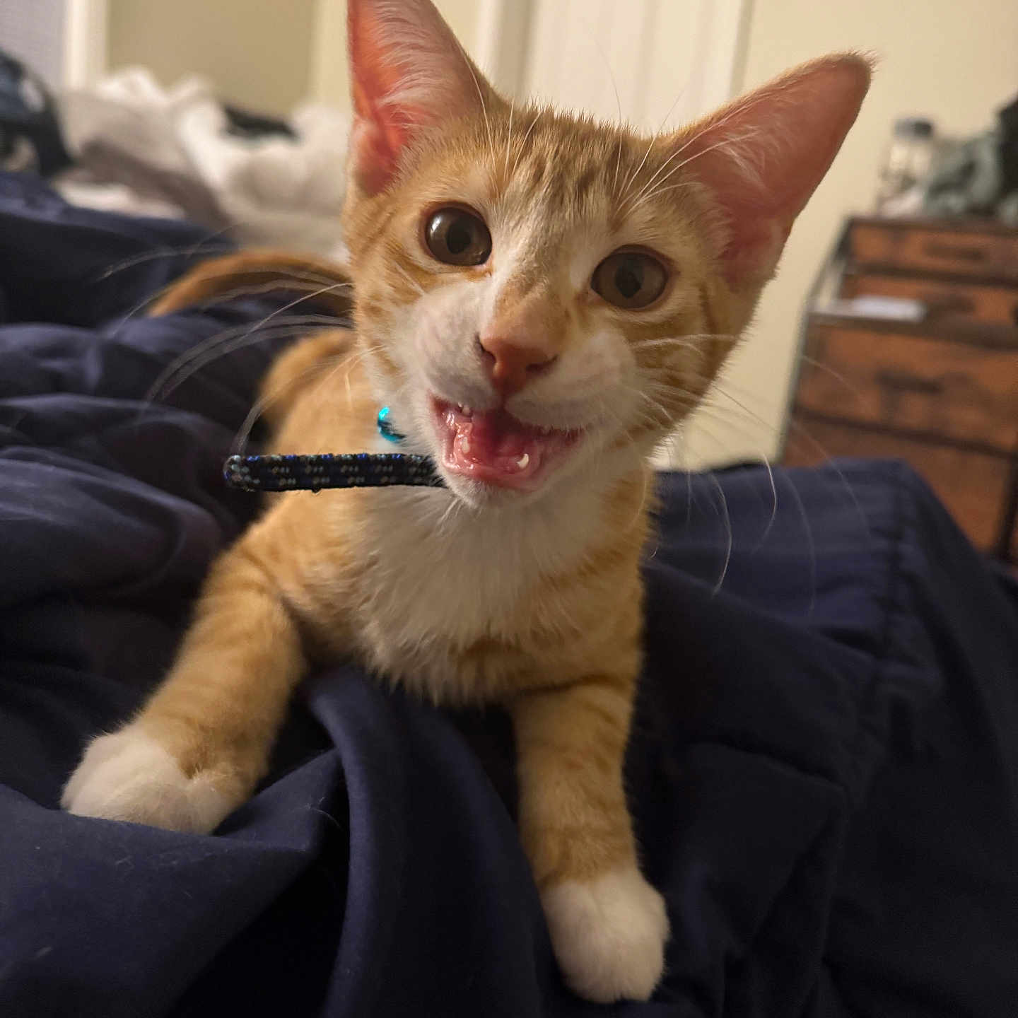 Felix joined the competition — help win amazing prizes! abyssinian, accessories, animal, blanket, bodypart, cat, couch, finger, furniture, hand, hardwood, kitten, manx, mouth, person, pet, siamese, strap, tongue, wood