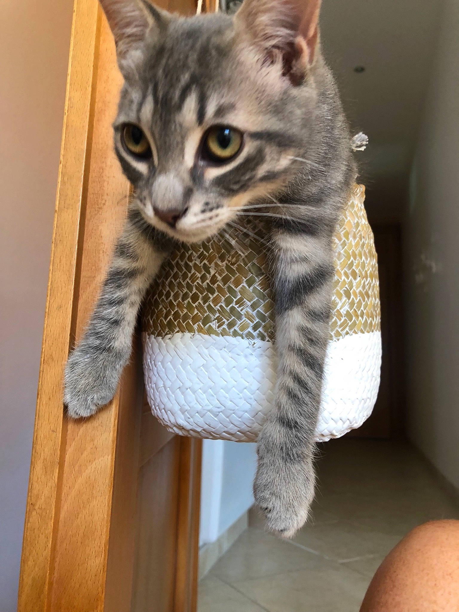 Mojo a rejoint le concours — aidez-le/la à gagner de superbes lots ! american_shorthair, asian, australian_mist, british_shorthair, carnivore, cat, chartreux, domestic_short_haired_cat, dragon_li, european_shorthair, fawn, felidae, fur, kitten, mammal, pixie_bob, polydactyl_cat, small_to_medium_sized_cats, tabby_cat, whiskers