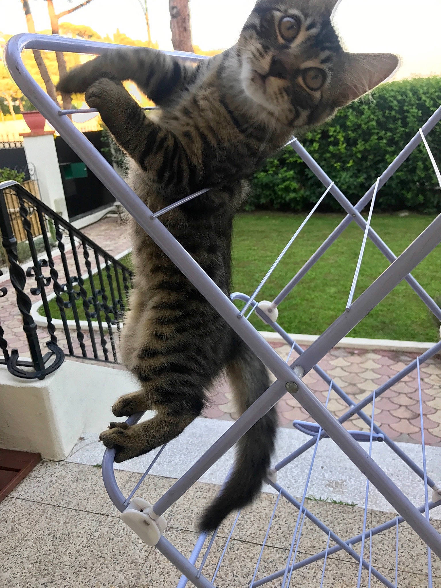 Jolo a rejoint le concours — aidez-le/la à gagner de superbes lots ! bengal, california_spangled, carnivore, cat, domestic_short_haired_cat, dragon_li, egyptian_mau, european_shorthair, felidae, kitten, mammal, metal, ocicat, pixie_bob, small_to_medium_sized_cats, tabby_cat, toyger, whiskers