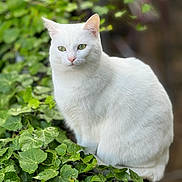 Kat a rejoint le concours — aidez-le/la à gagner de superbes lots ! white_cat, green_eyes, ivy, plant, outdoor, nature, fur, pet, animal, sitting, leaf, greenery, calm, serene, close_up, portrait, whiskers, soft_focus, feline, cute