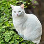 white_cat, green_eyes, ivy, plant, outdoor, nature, fur, pet, animal, sitting, leaf, greenery, calm, serene, close_up, portrait, whiskers, soft_focus, feline, cute