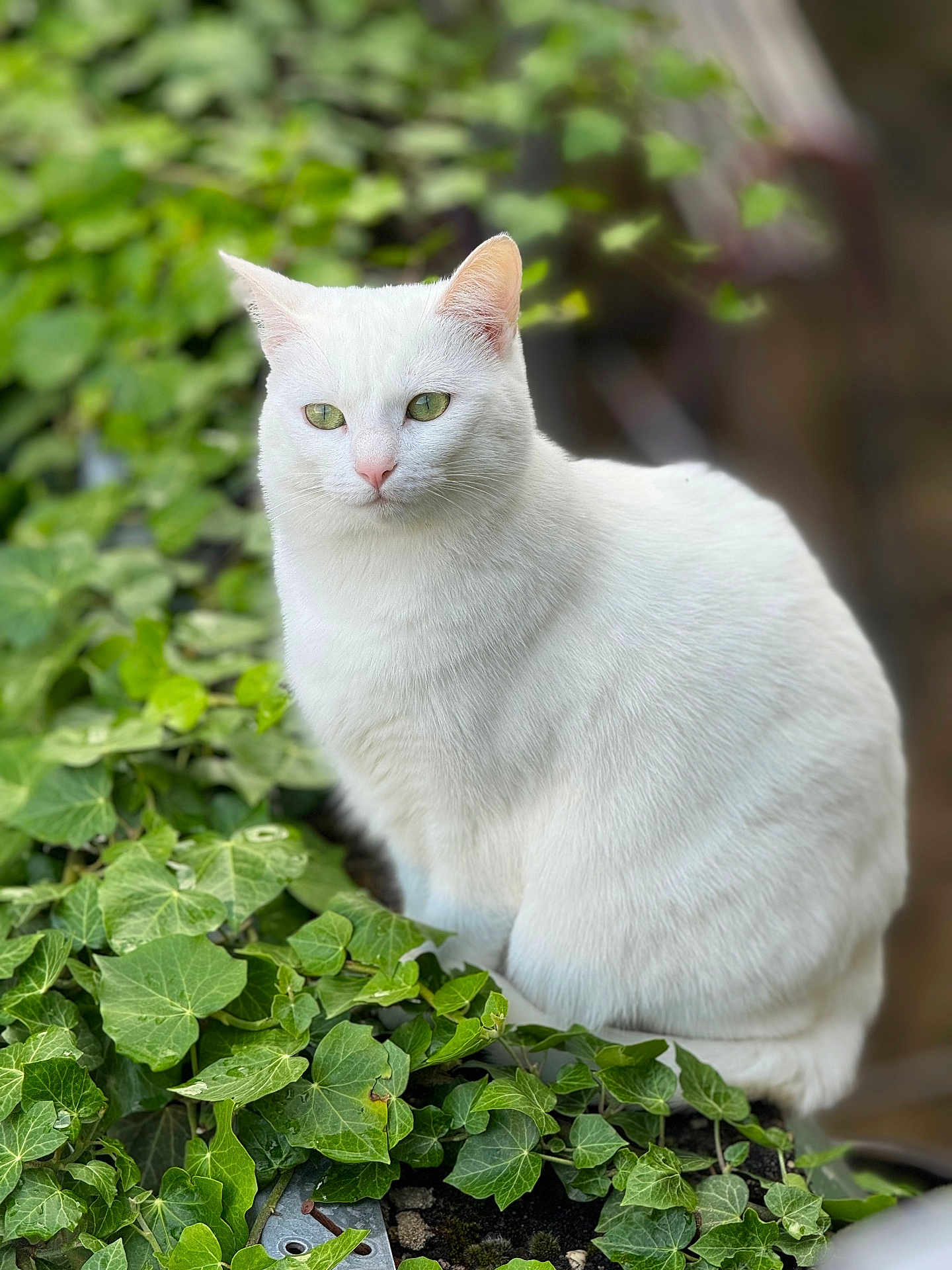 Kat a rejoint le concours — aidez-le/la à gagner de superbes lots ! white_cat, green_eyes, ivy, plant, outdoor, nature, fur, pet, animal, sitting, leaf, greenery, calm, serene, close_up, portrait, whiskers, soft_focus, feline, cute