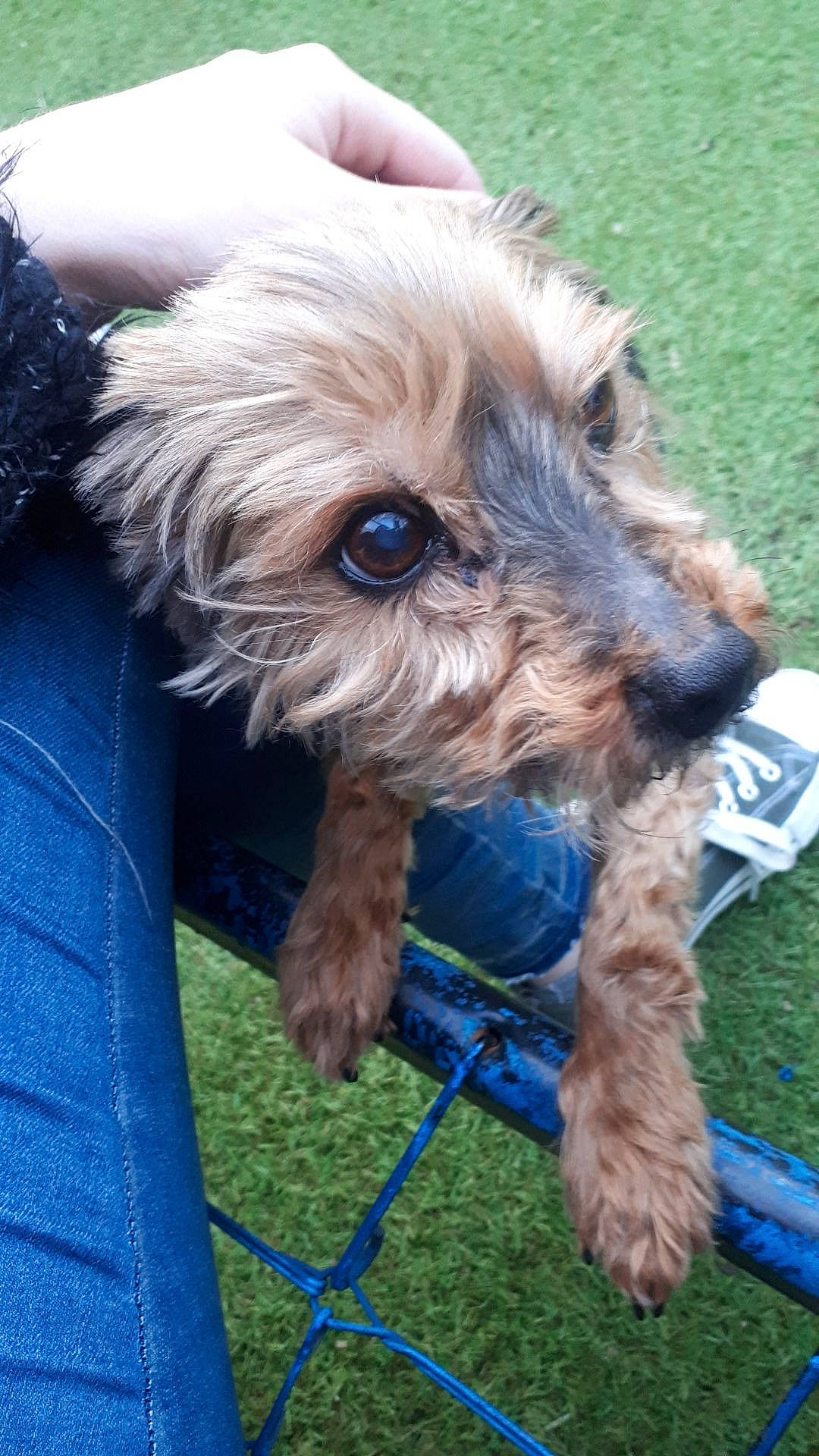 Frisquette a rejoint le concours — aidez-le/la à gagner de superbes lots ! biewer_terrier, canidae, carnivore, companion_dog, dog, dog_breed, dog_supply, electric_blue, fur, grass, liver, maltepoo, puppy, schnauzer, small_terrier, snout, sporting_group, terrier, toy_dog, working_animal