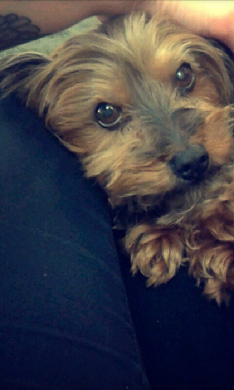 Frisquette participe au concours pour gagner de l'argent avec cette photo : biewer_terrier, canidae, carnivore, companion_dog, dog, dog_breed, fur, liver, maltepoo, non_sporting_group, poodle_crossbreed, puppy_love, small_terrier, snout, sporting_group, terrier, toy_dog, water_dog, whiskers, yorkipoo