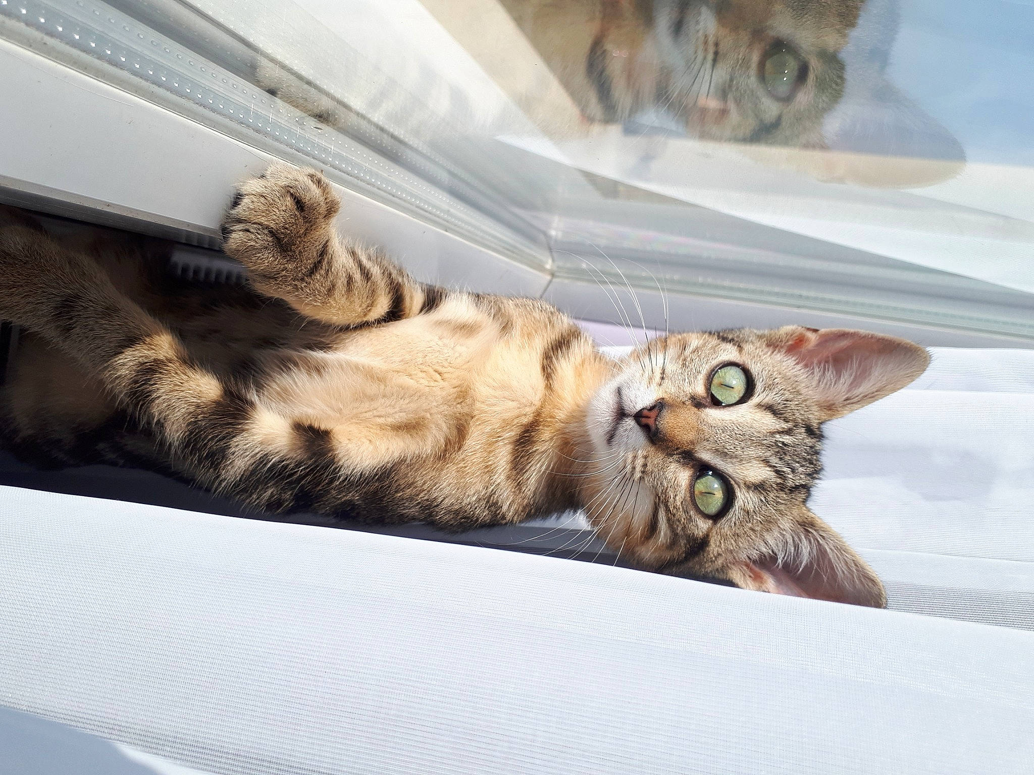 Kyah a rejoint le concours — aidez-le/la à gagner de superbes lots ! carnivore, cat, claw, comfort, domestic_short_haired_cat, fawn, felidae, fur, paw, rectangle, small_to_medium_sized_cats, tail, terrestrial_animal, vehicle, vertebrate, whiskers, window, wood