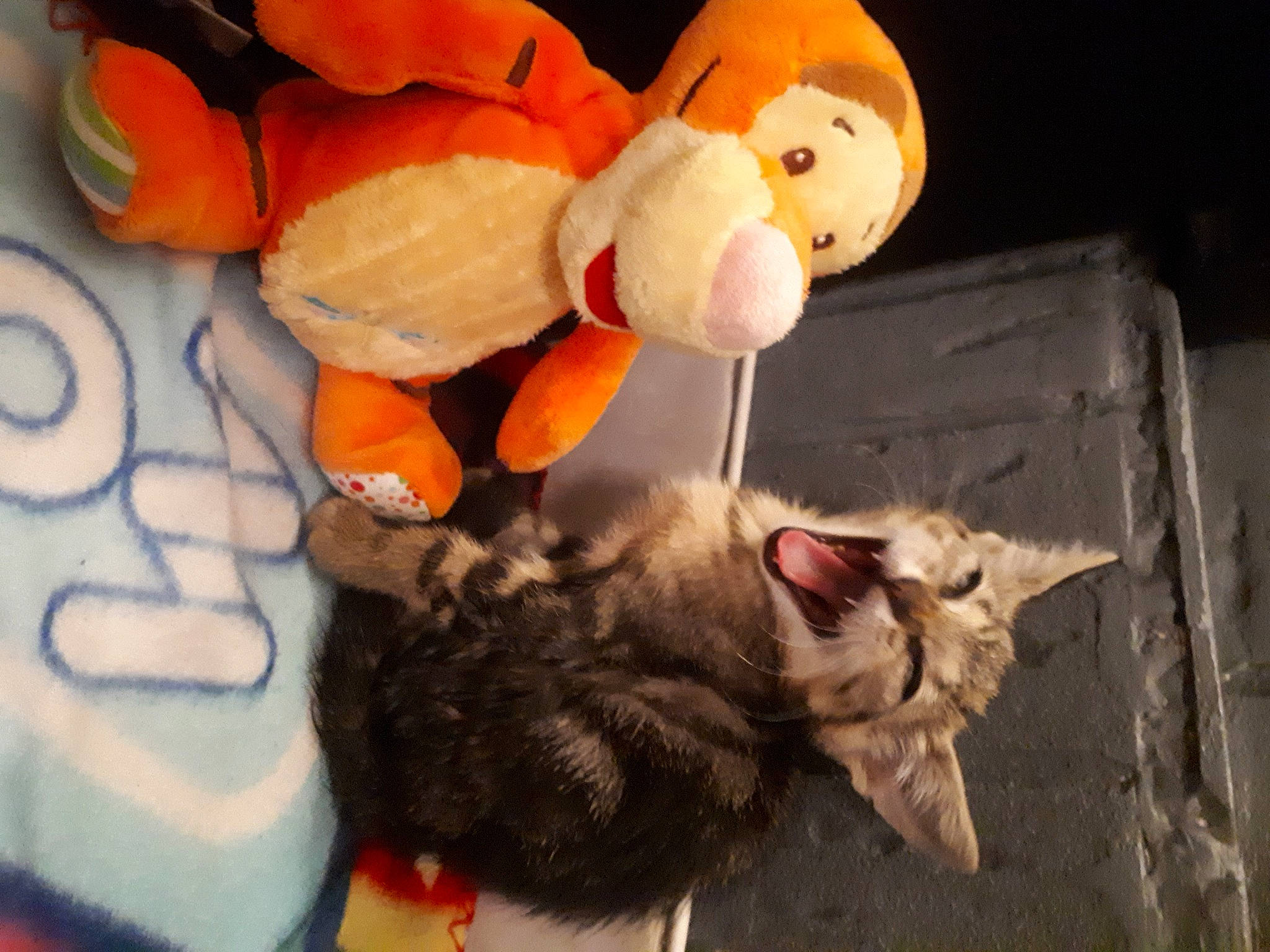 Kyah a rejoint le concours — aidez-le/la à gagner de superbes lots ! baby_toys, canidae, cat, domestic_short_haired_cat, fawn, felidae, fur, paw, plush, room, small_to_medium_sized_cats, sporting_group, still_life_photography, stuffed_toy, tail, teddy_bear, toy, whiskers, wood, working_animal