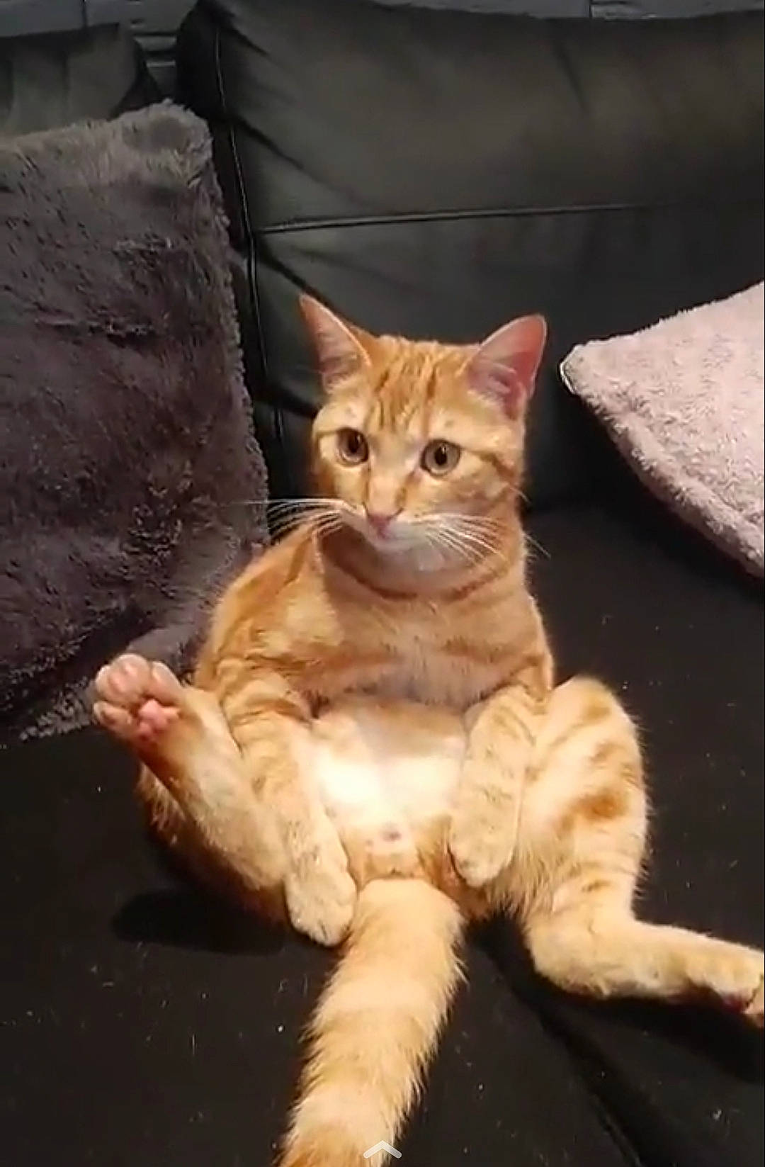 Simba a rejoint le concours — aidez-le/la à gagner de superbes lots ! carnivore, cat, claw, comfort, couch, domestic_short_haired_cat, fawn, felidae, fur, paw, pillow, sitting, small_to_medium_sized_cats, snout, tail, terrestrial_animal, throw_pillow, whiskers, wildlife, wood