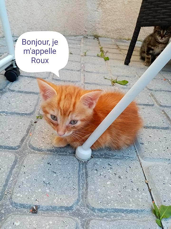 Simba participe au concours pour gagner de l'argent avec cette photo : carnivore, cat, domestic_short_haired_cat, fawn, felidae, flooring, fur, grass, line, paw, road_surface, sidewalk, small_to_medium_sized_cats, snapshot, snout, tail, terrestrial_animal, vertebrate, whiskers, wood