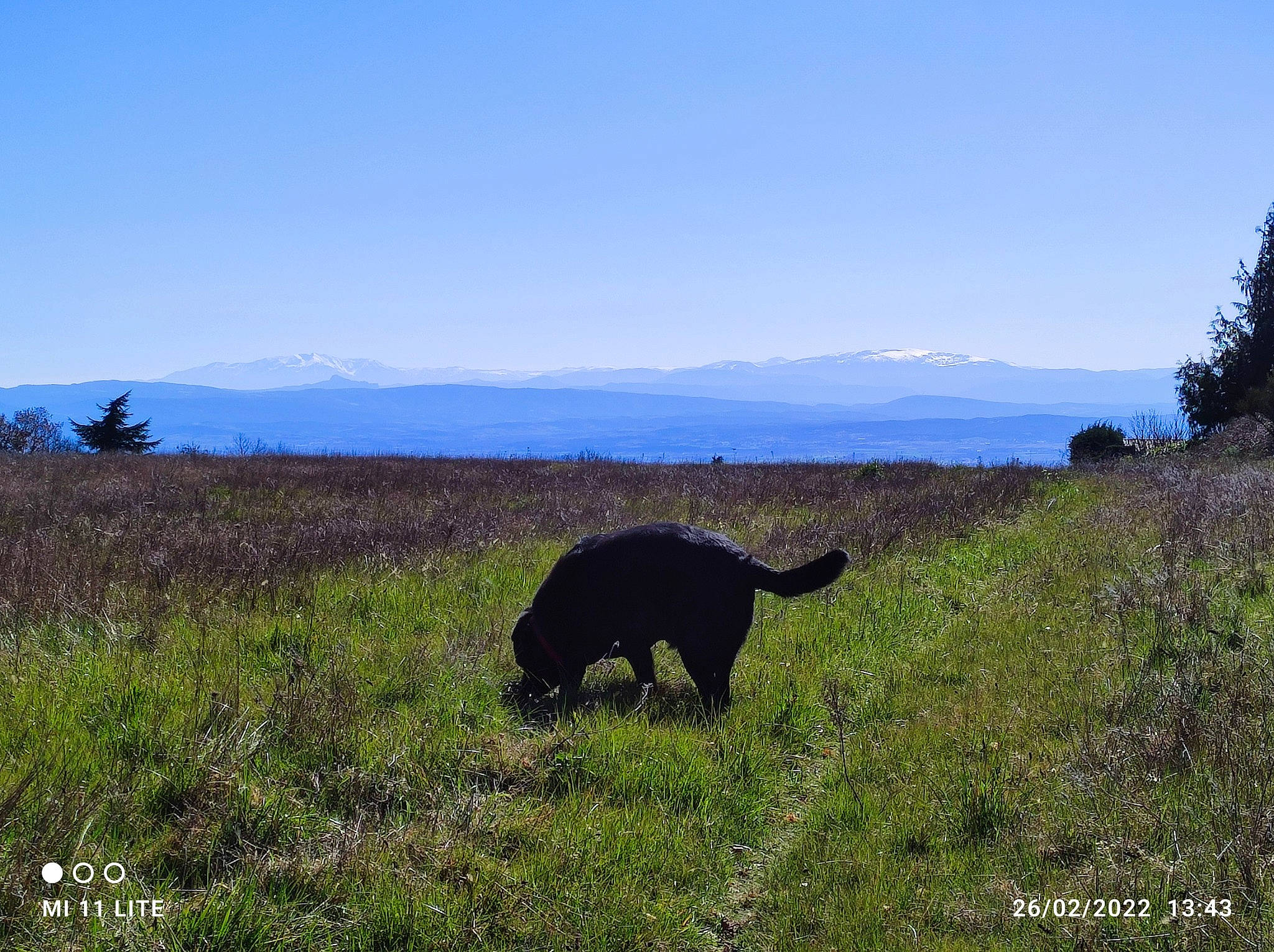 Marley participe au concours pour gagner de l'argent avec cette photo : carnivore, dog, dog_breed, grass, grassland, hill, landscape, mountain, mountain_range, natural_landscape, pasture, plant, plant_community, prairie, sky, sporting_group, tail, tree, wildlife, working_animal