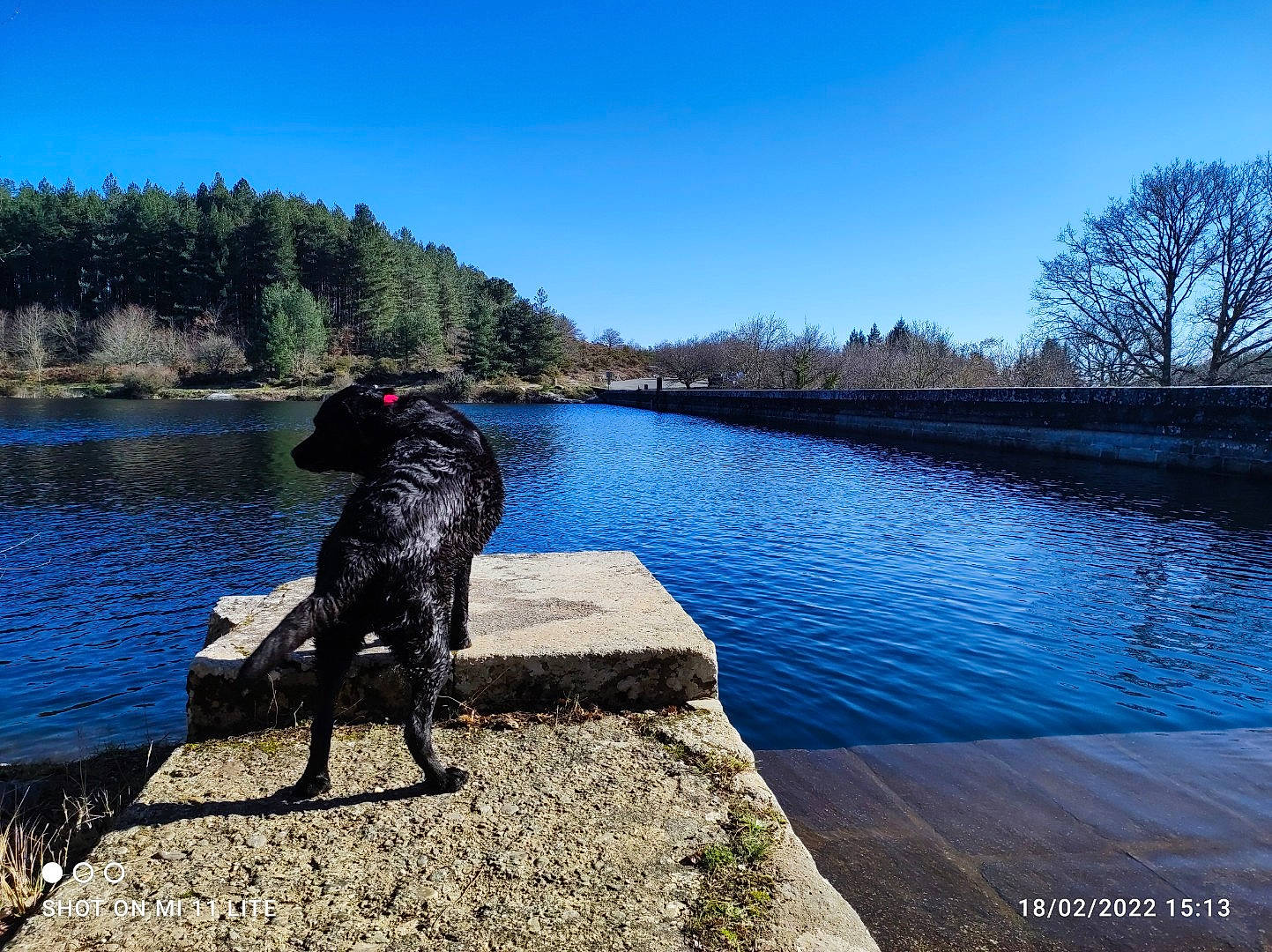 Marley participe au concours pour gagner de l'argent avec cette photo : bank, carnivore, cloud, companion_dog, dock, dog, dog_breed, gun_dog, lake, landscape, leisure, morning, natural_landscape, plant, recreation, reservoir, sky, sporting_group, tree, water
