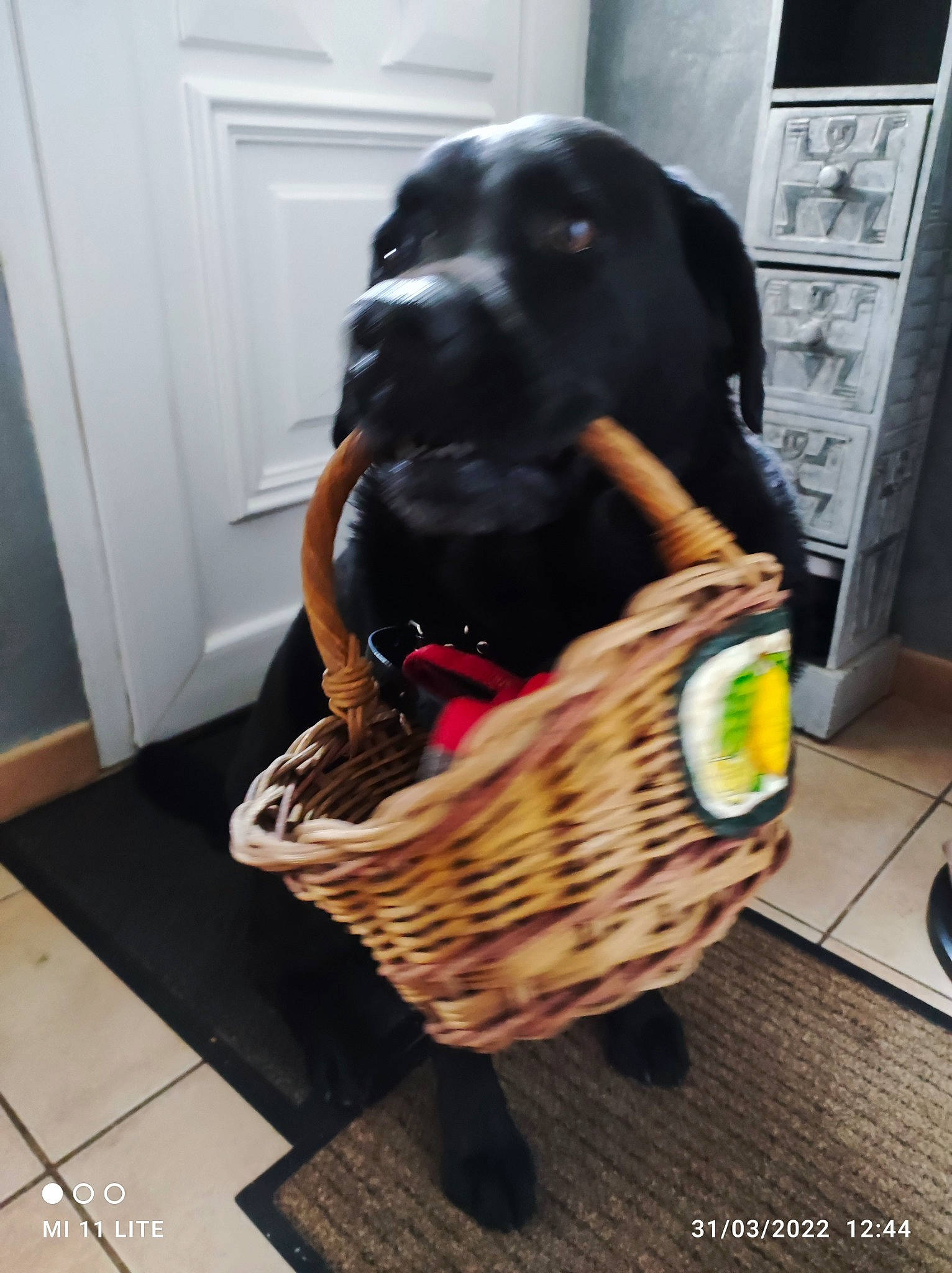 Marley participe au concours pour gagner de l'argent avec cette photo : basket, canidae, carnivore, comfort, companion_dog, dog, dog_breed, dog_supply, door, flooring, fur, guard_dog, personal_protective_equipment, snout, sporting_group, storage_basket, toy, wicker, wood, working_animal