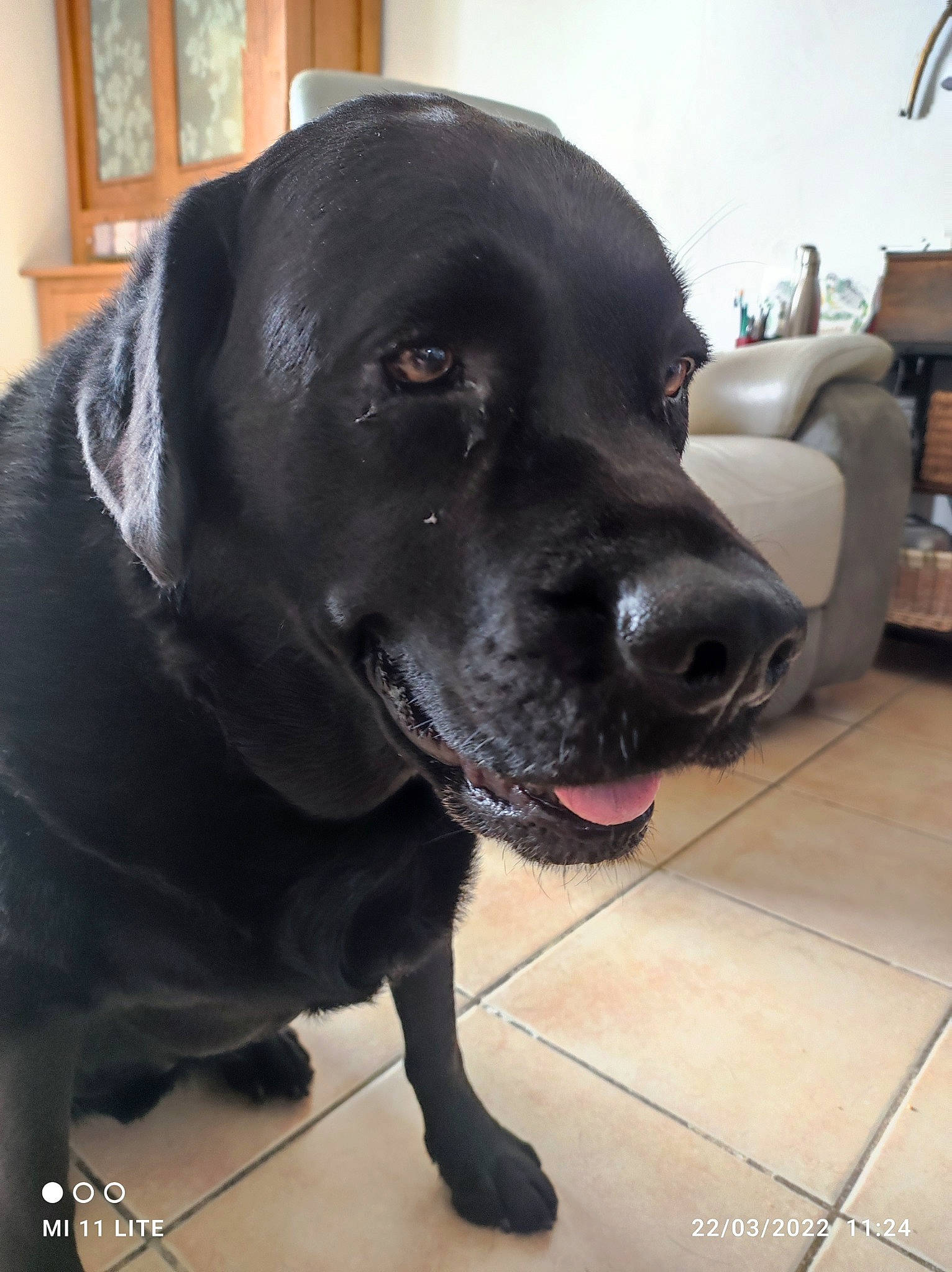 Marley participe au concours pour gagner de l'argent avec cette photo : borador, canidae, carnivore, collar, companion_dog, dog, dog_breed, dog_collar, flooring, fur, gun_dog, leash, liver, pet_supply, retriever, snout, sporting_group, tail, whiskers, working_animal