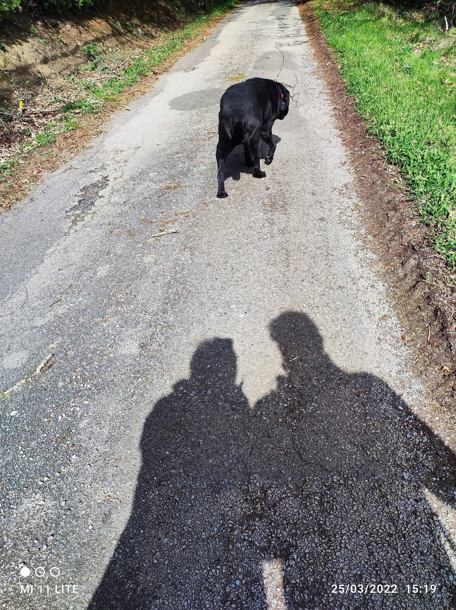 Marley participe au concours pour gagner de l'argent avec cette photo : asphalt, black, carnivore, companion_dog, dog, dog_breed, grass, green, groundcover, leaf, plant, road, road_surface, shadow, sidewalk, soil, tail, tar, thoroughfare, working_animal