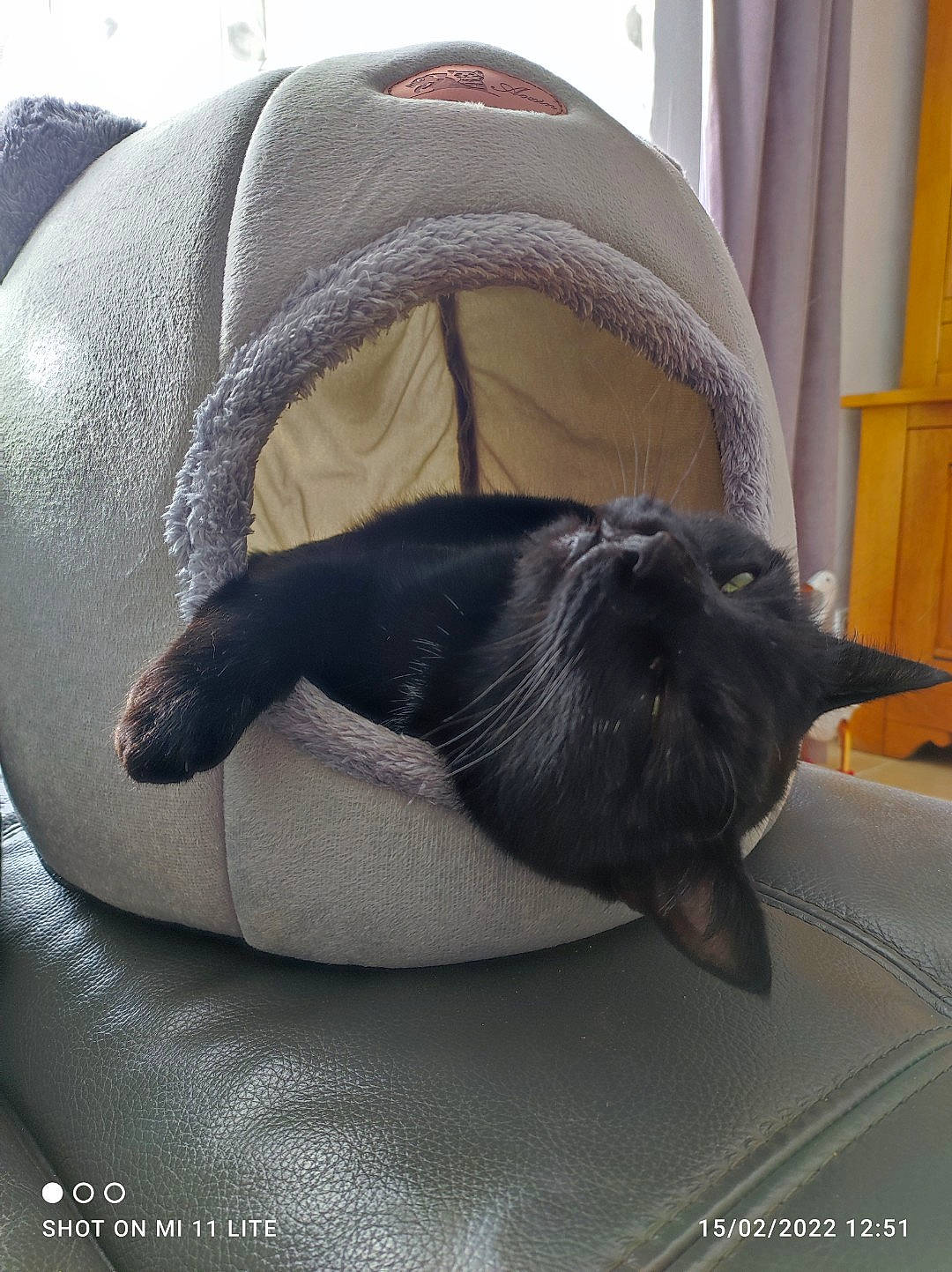 Potter a rejoint le concours — aidez-le/la à gagner de superbes lots ! black_cat, canidae, carnivore, cat, claw, comfort, companion_dog, dog_breed, felidae, fur, grey, hood, linens, nap, small_to_medium_sized_cats, snout, sporting_group, tail, terrestrial_animal, whiskers