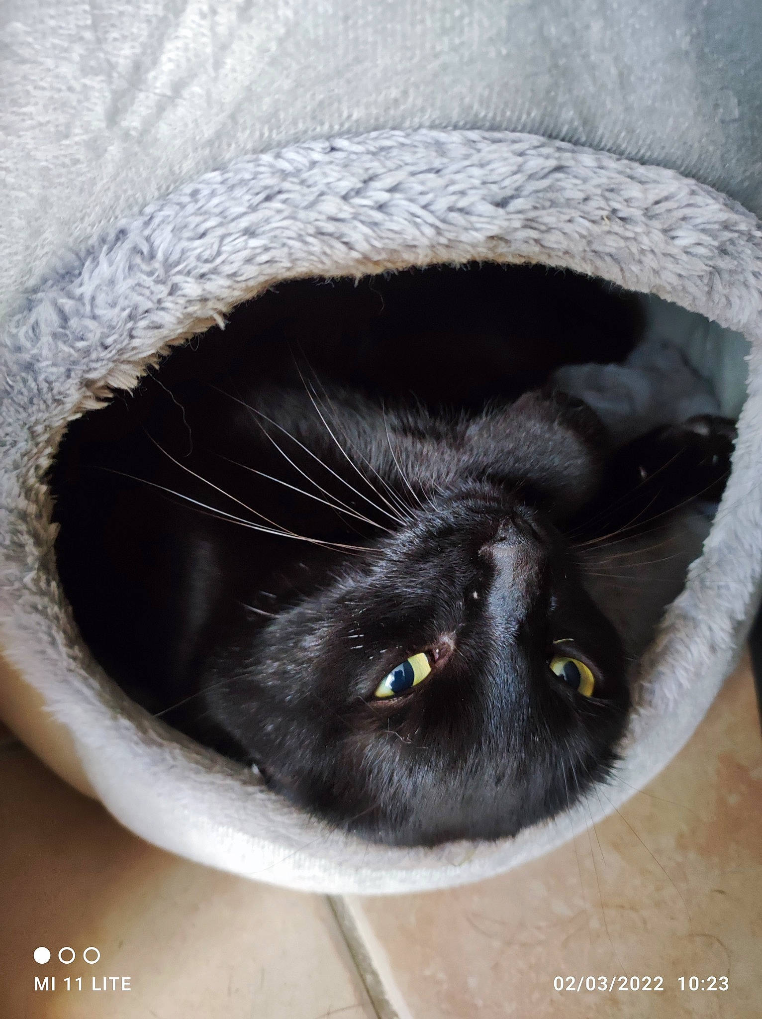 Potter participe au concours pour gagner de l'argent avec cette photo : cap, carnivore, cat, cat_bed, cat_supply, claw, comfort, domestic_short_haired_cat, eye, fashion_accessory, felidae, fur, grey, hat, small_to_medium_sized_cats, snout, sun_hat, terrestrial_animal, whiskers, window