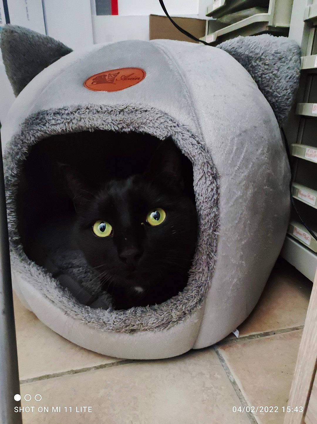 Potter a rejoint le concours — aidez-le/la à gagner de superbes lots ! automotive_tire, bag, ball, bean_bag, black_cat, carnivore, cat, cat_bed, cat_furniture, cat_supply, comfort, domestic_short_haired_cat, felidae, fur, grey, pet_supply, small_to_medium_sized_cats, snout, whiskers, window
