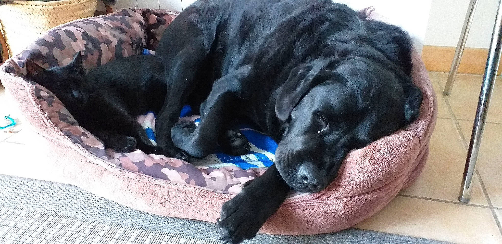 Potter participe au concours pour gagner de l'argent avec cette photo : borador, canidae, carnivore, comfort, companion_dog, dog, dog_breed, dog_collar, electric_blue, fur, guard_dog, gun_dog, labrador_retriever, retriever, snout, sporting_group, tail, terrestrial_animal, whiskers, working_animal