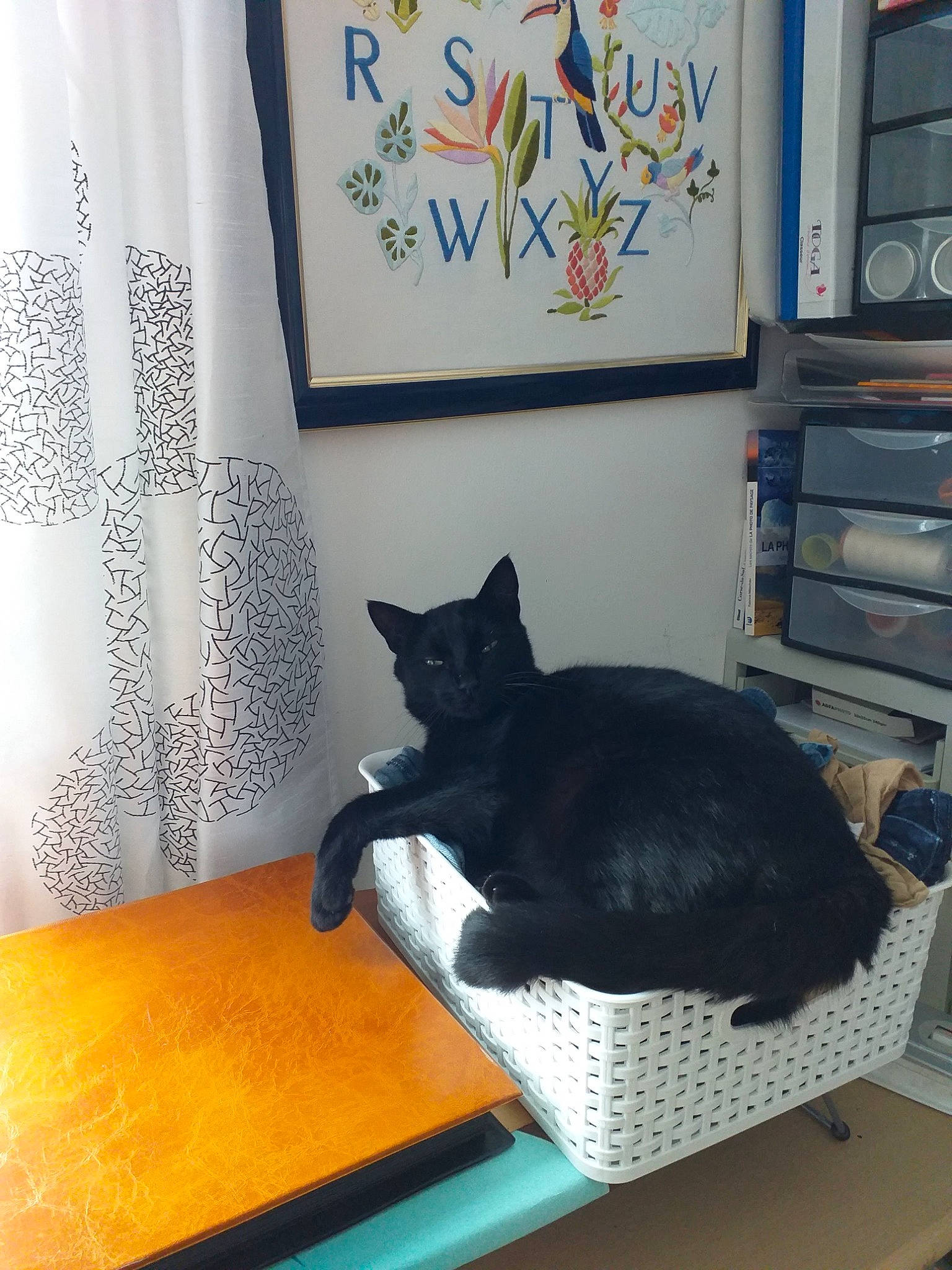 Potter participe au concours pour gagner de l'argent avec cette photo : black, bombay, carnivore, cat, comfort, curtain, felidae, grey, hardwood, picture_frame, rectangle, room, shelf, small_to_medium_sized_cats, table, tail, vertebrate, whiskers, window, wood