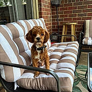 Bear Reed joined the competition — help win amazing prizes! bench, brick_wall, broom, collar, curly_hair, cushion, dog, furniture, glass_door, home, metal_frame, outdoor, patio, pet, rug, seated, small_dog, stool, striped, window