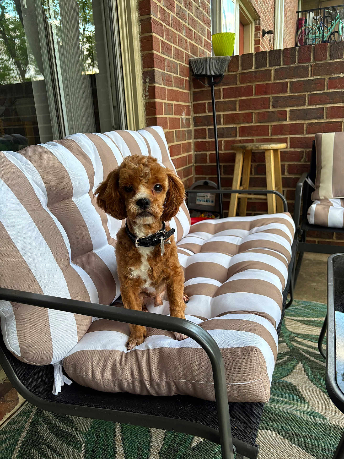 Bear Reed joined the competition — help win amazing prizes! bench, brick_wall, broom, collar, curly_hair, cushion, dog, furniture, glass_door, home, metal_frame, outdoor, patio, pet, rug, seated, small_dog, stool, striped, window