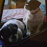 Hope And Faith joined the competition — help win amazing prizes! animal, bed, black_and_white, blanket, collar, companion, cozy, cute, dog, domestic, fur, furniture, household, indoor, pet, portrait, relaxing, resting, sitting, sleeping