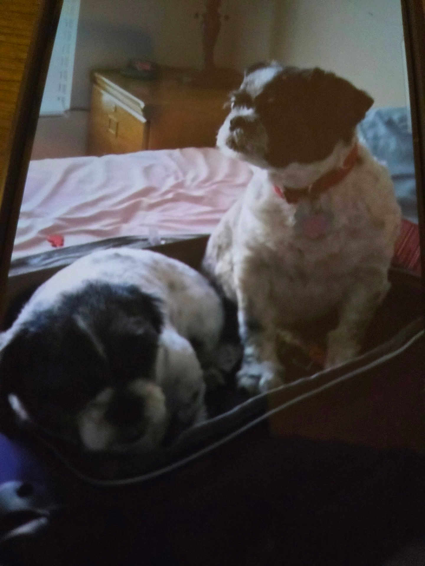 Hope And Faith joined the competition — help win amazing prizes! animal, bed, black_and_white, blanket, collar, companion, cozy, cute, dog, domestic, fur, furniture, household, indoor, pet, portrait, relaxing, resting, sitting, sleeping