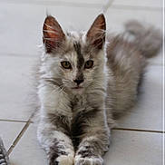 Anastasia a rejoint le concours — aidez-le/la à gagner de superbes lots ! kitten, cat, feline, pet, animal, fur, whiskers, ears, paws, tail, indoor, floor, tile, cute, young, domestic, mammal, relaxed, lying_down, curious