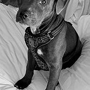 Courage joined the competition — help win amazing prizes! dog, canine, pet, portrait, black_and_white, monochrome, sitting, bed, bedroom, harness, collar, short_hair, floppy_ears, serious_expression, looking_at_camera, indoor, bedding, animal, companion, photography