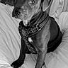 dog, canine, pet, portrait, black_and_white, monochrome, sitting, bed, bedroom, harness, collar, short_hair, floppy_ears, serious_expression, looking_at_camera, indoor, bedding, animal, companion, photography