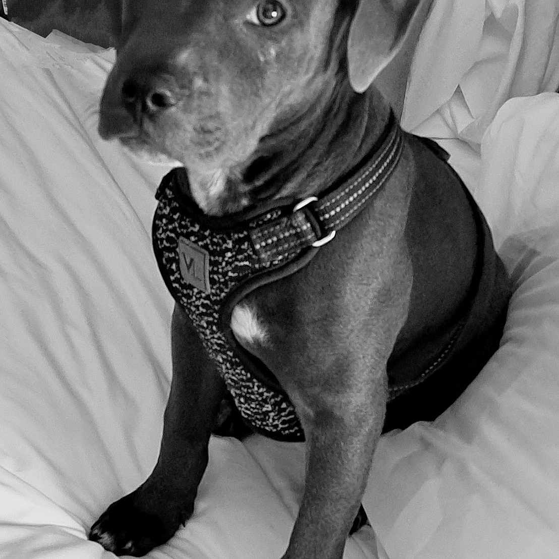 Courage joined the competition — help win amazing prizes! dog, canine, pet, portrait, black_and_white, monochrome, sitting, bed, bedroom, harness, collar, short_hair, floppy_ears, serious_expression, looking_at_camera, indoor, bedding, animal, companion, photography