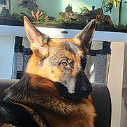 Gaia participe au concours pour gagner de l'argent avec cette photo : animal, aquarium, black, brown, calm, closeup, couch, dog, ears, face, fish, furniture, german_shepherd, home, indoor, living_room, pet, portrait, relaxing, sunlight