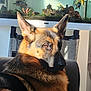 animal, aquarium, black, brown, calm, closeup, couch, dog, ears, face, fish, furniture, german_shepherd, home, indoor, living_room, pet, portrait, relaxing, sunlight