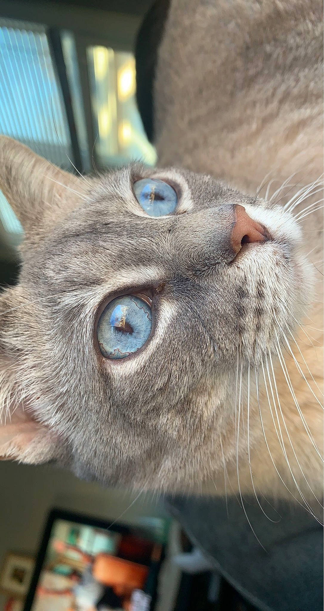 Pudding is registered to the contest to win money with this photo: carnivore, cat, close_up, domestic_short_haired_cat, ear, eye, felidae, fur, grey, iris, photography, small_to_medium_sized_cats, snout, terrestrial_animal, whiskers, wildlife, window