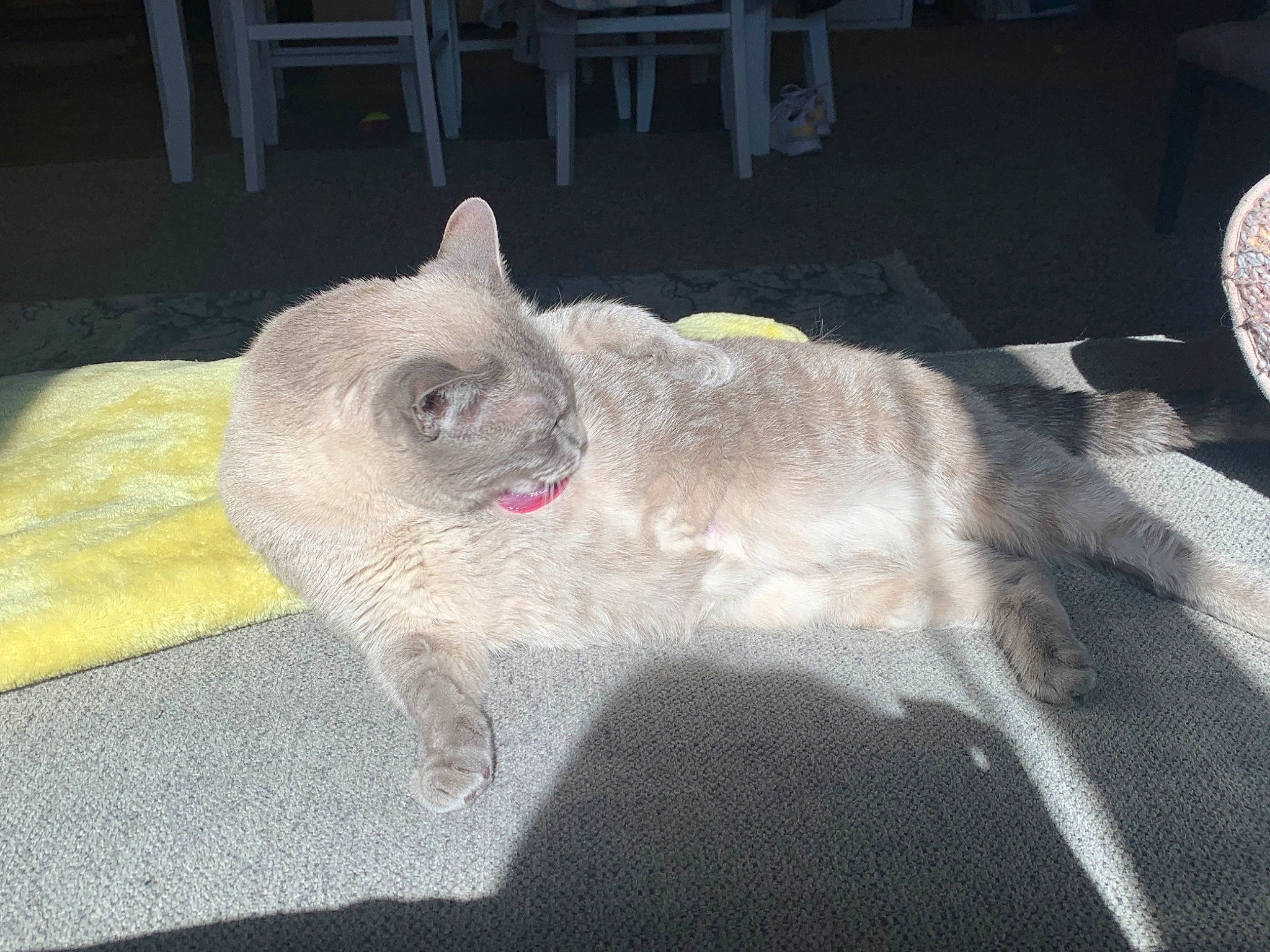 Pudding is registered to the contest to win money with this photo: carnivore, cat, chair, claw, comfort, domestic_short_haired_cat, fawn, felidae, fur, grey, nap, paw, small_to_medium_sized_cats, snout, tail, terrestrial_animal, whiskers