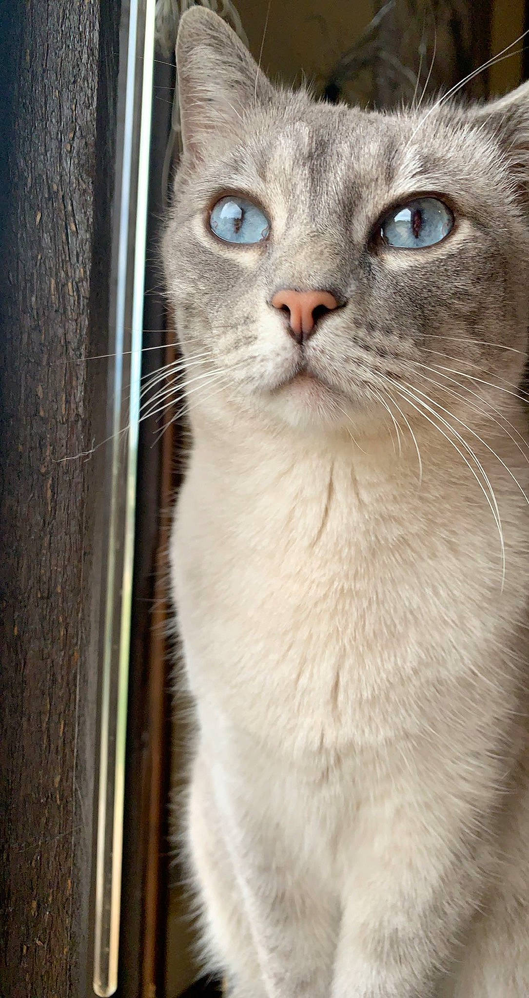 Pudding joined the competition — help win amazing prizes! carnivore, cat, domestic_short_haired_cat, door, fawn, felidae, fur, paw, pet_supply, small_to_medium_sized_cats, snout, terrestrial_animal, whiskers, window