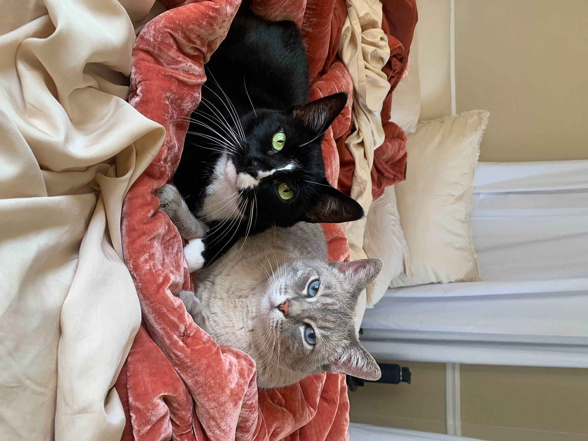 Pudding joined the competition — help win amazing prizes! bed_sheet, bedding, black_cat, carmine, carnivore, cat, comfort, couch, domestic_short_haired_cat, felidae, fur, grey, linens, room, small_to_medium_sized_cats, studio_couch, tail, textile, tree, whiskers