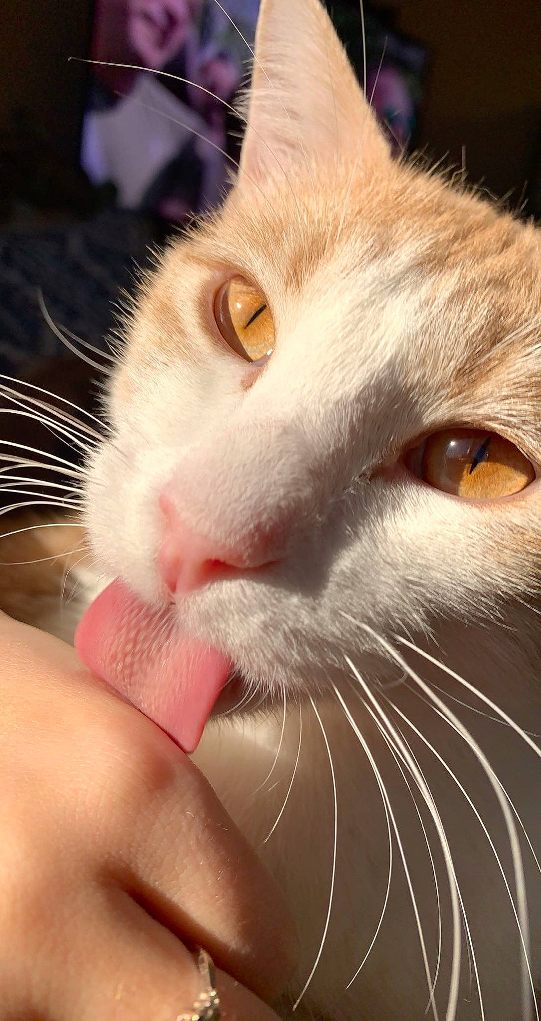 Nacho is registered to the contest to win money with this photo: carnivore, cat, close_up, domestic_short_haired_cat, ear, eyelash, fang, felidae, fur, nail, paw, small_to_medium_sized_cats, snout, whiskers