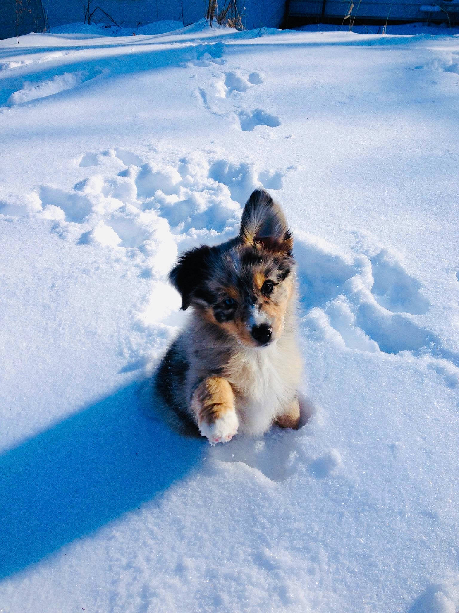 Mila is registered to the contest to win money with this photo: canidae, carnivore, companion_dog, dog, dog_breed, electric_blue, felidae, freezing, fur, geological_phenomenon, herding_dog, light, paw, snout, snow, sporting_group, tail, whiskers, wilderness, winter
