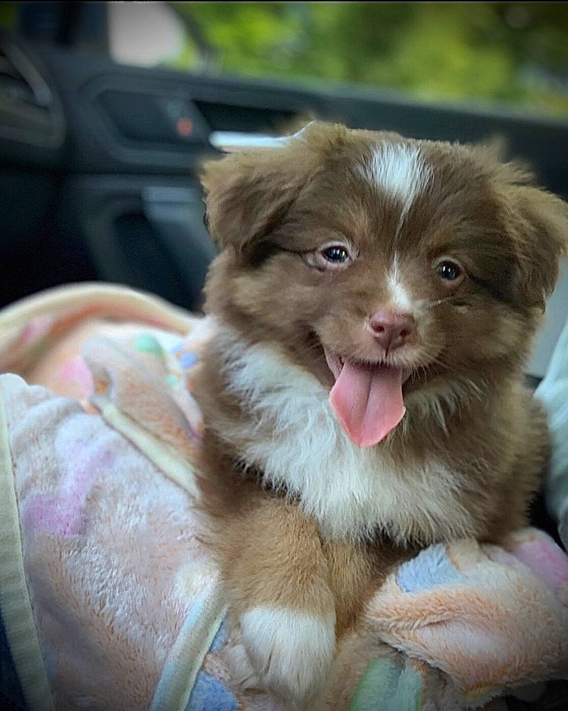 Keeva joined the competition — help win amazing prizes! australian_shepherd, border_collie, canidae, carnivore, companion_dog, dog, dog_breed, fawn, liver, mammal, miniature_australian_shepherd, puppy, rare_breed_dog, sporting_group, vertebrate