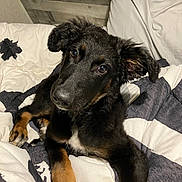 Bella is registered to the contest to win money with this photo: dog, puppy, bed, blanket, pillow, black_dog, tan_markings, eyes, nose, close_up, indoor, bedroom, wood_paneling, floppy_ears, paw, curious, portrait, fur, cozy, resting